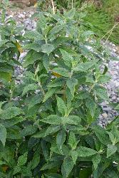 Image: Trevor James © Trevor James 